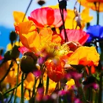 La Des Trois Couronnes *