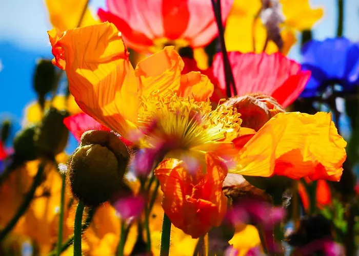 La Des Trois Couronnes *